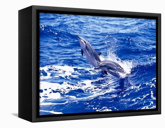 Leaping Clymene Dolphins, Gulf of Mexico, Atlantic Ocean-Todd Pusser-Framed Stretched Canvas