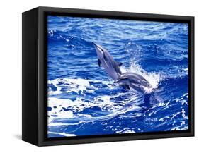 Leaping Clymene Dolphins, Gulf of Mexico, Atlantic Ocean-Todd Pusser-Framed Stretched Canvas