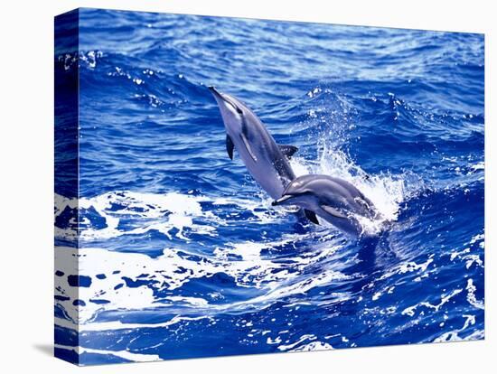 Leaping Clymene Dolphins, Gulf of Mexico, Atlantic Ocean-Todd Pusser-Stretched Canvas