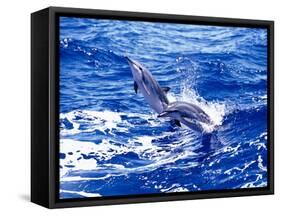 Leaping Clymene Dolphins, Gulf of Mexico, Atlantic Ocean-Todd Pusser-Framed Stretched Canvas
