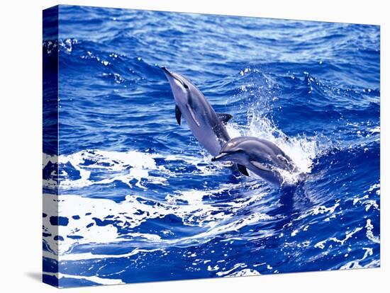 Leaping Clymene Dolphins, Gulf of Mexico, Atlantic Ocean-Todd Pusser-Stretched Canvas