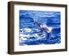 Leaping Clymene Dolphins, Gulf of Mexico, Atlantic Ocean-Todd Pusser-Framed Premium Photographic Print