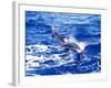 Leaping Clymene Dolphins, Gulf of Mexico, Atlantic Ocean-Todd Pusser-Framed Photographic Print