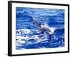 Leaping Clymene Dolphins, Gulf of Mexico, Atlantic Ocean-Todd Pusser-Framed Photographic Print