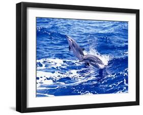 Leaping Clymene Dolphins, Gulf of Mexico, Atlantic Ocean-Todd Pusser-Framed Photographic Print