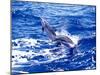 Leaping Clymene Dolphins, Gulf of Mexico, Atlantic Ocean-Todd Pusser-Mounted Photographic Print