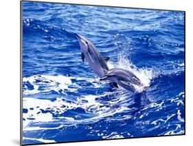 Leaping Clymene Dolphins, Gulf of Mexico, Atlantic Ocean-Todd Pusser-Mounted Photographic Print