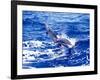 Leaping Clymene Dolphins, Gulf of Mexico, Atlantic Ocean-Todd Pusser-Framed Photographic Print