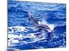 Leaping Clymene Dolphins, Gulf of Mexico, Atlantic Ocean-Todd Pusser-Mounted Photographic Print