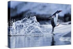 Leaping Gentoo Penguin, Antarctica-null-Stretched Canvas