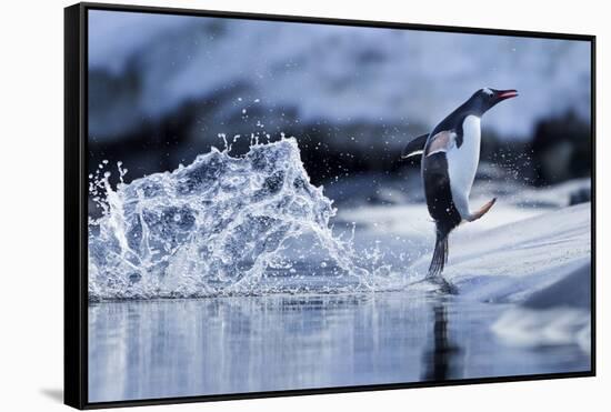 Leaping Gentoo Penguin, Antarctica-null-Framed Stretched Canvas