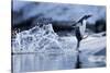 Leaping Gentoo Penguin, Antarctica-null-Stretched Canvas