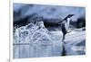 Leaping Gentoo Penguin, Antarctica-null-Framed Photographic Print