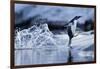 Leaping Gentoo Penguin, Antarctica-null-Framed Photographic Print