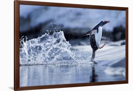 Leaping Gentoo Penguin, Antarctica-null-Framed Photographic Print