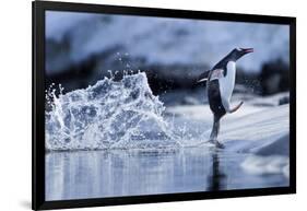 Leaping Gentoo Penguin, Antarctica-null-Framed Photographic Print