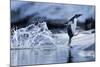 Leaping Gentoo Penguin, Antarctica-null-Mounted Photographic Print