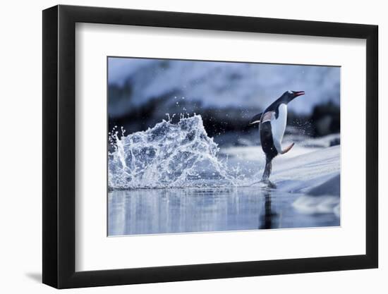 Leaping Gentoo Penguin, Antarctica-null-Framed Photographic Print