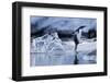 Leaping Gentoo Penguin, Antarctica-null-Framed Photographic Print