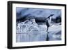 Leaping Gentoo Penguin, Antarctica-null-Framed Photographic Print