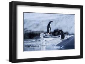 Leaping Gentoo Penguins on Wiencke Island, Antarctica-Paul Souders-Framed Photographic Print