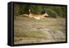 Leaping Impala, Chobe National Park, Botswana-Paul Souders-Framed Stretched Canvas