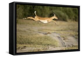 Leaping Impala, Chobe National Park, Botswana-Paul Souders-Framed Stretched Canvas