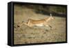 Leaping Impala, Chobe National Park, Botswana-Paul Souders-Framed Stretched Canvas