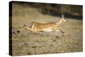 Leaping Impala, Chobe National Park, Botswana-Paul Souders-Stretched Canvas