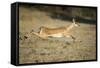 Leaping Impala, Chobe National Park, Botswana-Paul Souders-Framed Stretched Canvas