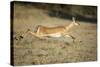 Leaping Impala, Chobe National Park, Botswana-Paul Souders-Stretched Canvas