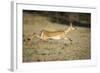 Leaping Impala, Chobe National Park, Botswana-Paul Souders-Framed Photographic Print