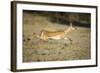 Leaping Impala, Chobe National Park, Botswana-Paul Souders-Framed Photographic Print