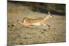 Leaping Impala, Chobe National Park, Botswana-Paul Souders-Mounted Photographic Print