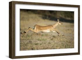 Leaping Impala, Chobe National Park, Botswana-Paul Souders-Framed Photographic Print