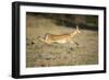 Leaping Impala, Chobe National Park, Botswana-Paul Souders-Framed Photographic Print