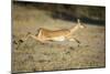 Leaping Impala, Chobe National Park, Botswana-Paul Souders-Mounted Photographic Print