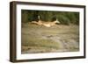 Leaping Impala, Chobe National Park, Botswana-Paul Souders-Framed Photographic Print