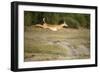 Leaping Impala, Chobe National Park, Botswana-Paul Souders-Framed Photographic Print