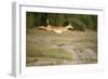 Leaping Impala, Chobe National Park, Botswana-Paul Souders-Framed Photographic Print