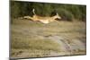 Leaping Impala, Chobe National Park, Botswana-Paul Souders-Mounted Photographic Print