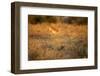 Leaping Impala, Moremi Game Reserve, Botswana-Paul Souders-Framed Photographic Print