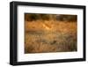 Leaping Impala, Moremi Game Reserve, Botswana-Paul Souders-Framed Photographic Print