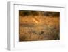 Leaping Impala, Moremi Game Reserve, Botswana-Paul Souders-Framed Photographic Print