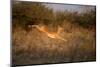 Leaping Impala, Moremi Game Reserve, Botswana-Paul Souders-Mounted Photographic Print