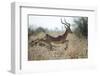 Leaping Impala, Moremi Game Reserve, Botswana-Paul Souders-Framed Photographic Print