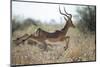 Leaping Impala, Moremi Game Reserve, Botswana-Paul Souders-Mounted Photographic Print