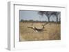 Leaping Impala, Moremi Game Reserve, Botswana-Paul Souders-Framed Photographic Print