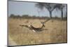 Leaping Impala, Moremi Game Reserve, Botswana-Paul Souders-Mounted Photographic Print