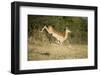 Leaping Impala, Moremi Game Reserve, Botswana-Paul Souders-Framed Photographic Print